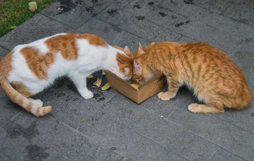 娛樂吃瓜醬流浪貓小菊,娛樂吃瓜醬的溫馨故事