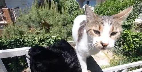 娛樂吃瓜醬流浪貓小菊,娛樂吃瓜醬的溫馨故事