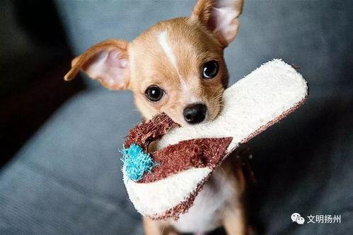 娛樂吃瓜醬狗狗拍照,萌態百出!