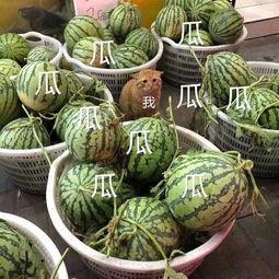 娛樂吃的瓜,明星們的“吃瓜”日常