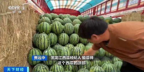 娛樂吃瓜香,吃瓜香背后的精彩故事