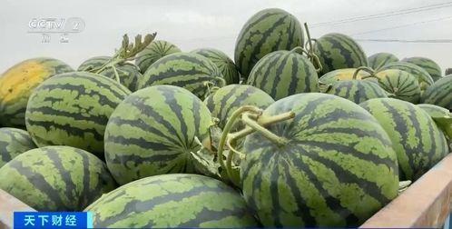 娛樂吃瓜香,吃瓜香背后的精彩故事